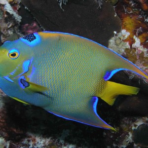 Queen Angelfish