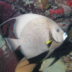 Grey Angelfish