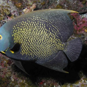 French Angelfish