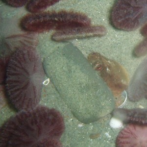 Baby Octopus in a Cup (under a rock, in the sand dollar bed!)