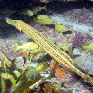 KLpipeorfilefish