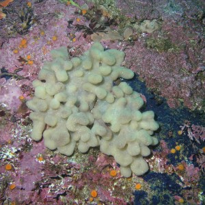 White Finger Sponge