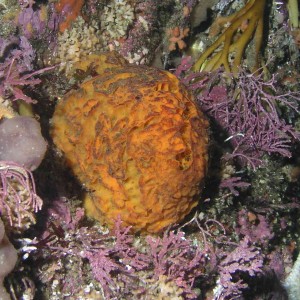 Orange Puffball Sponge