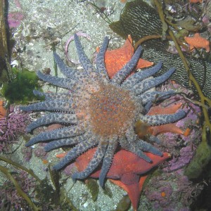 Sunflower Star