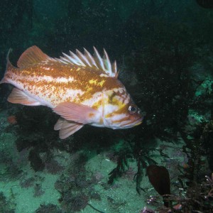 Copper Rockfish