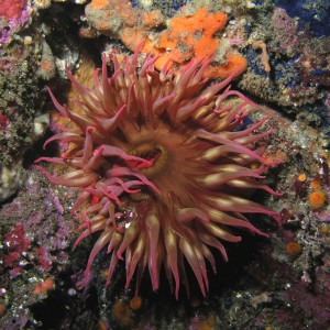 Rose  Anemone