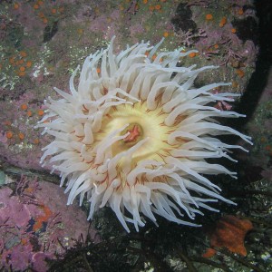 Fish-Eating Urticina (Anemone)