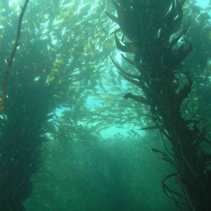 Kelp Forest