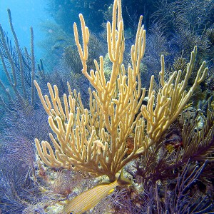 Grunt N Dry Rocks Coral