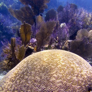Brain coral N. Dry Rocks