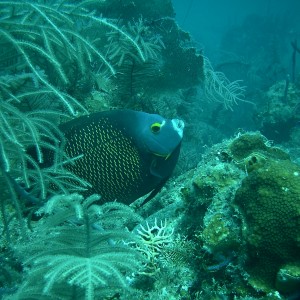 angel fish