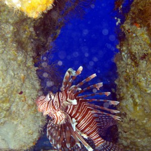 Lionfish In Cave
