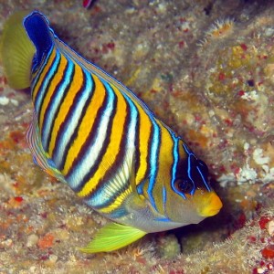 Regal Angelfish