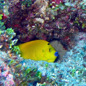 Three Spot Angelfish