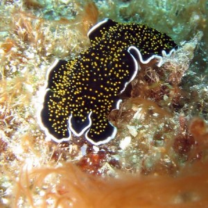 Black, White & Gold Flatworm