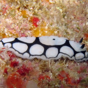 Black & White Nudibranch