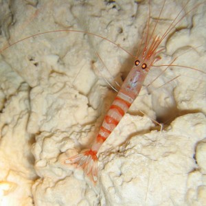 Cave Shrimp