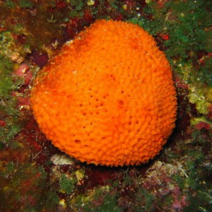 Orange Sponge