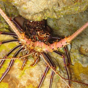 Cave Lobster