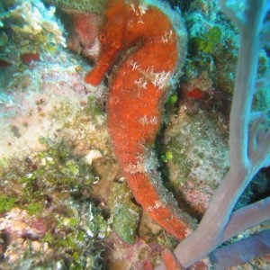 Orange Sea Horse