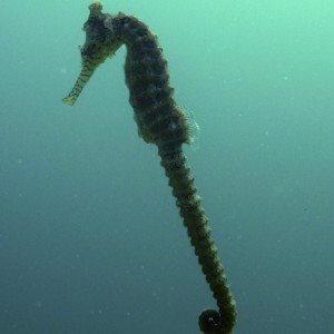 Seahorse