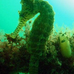 Seahorse