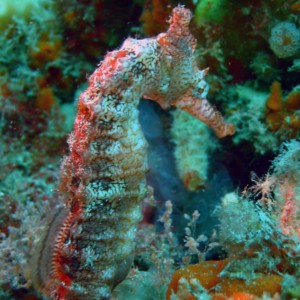 seahorse