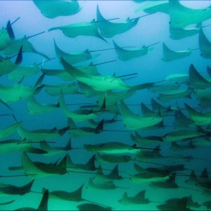 bat rays flying