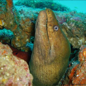 moray eel