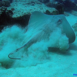 flying sting ray