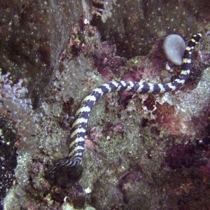 Sea Snake