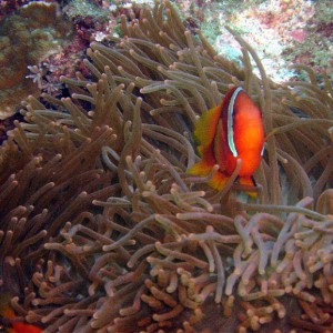 Anemonefish