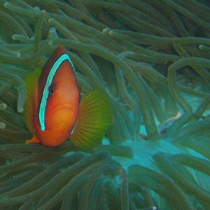 Anemonefish