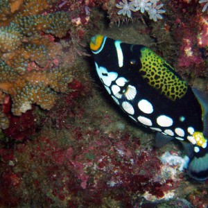 Clown Triggerfish