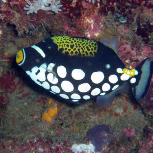 Clown Triggerfish