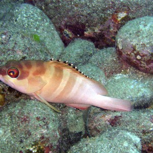 Blacktip Grouper