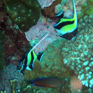 Moorish Idols