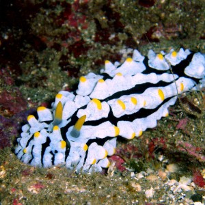 Nudibranch