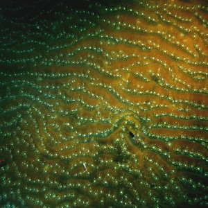 coral details