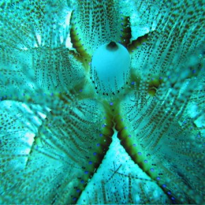Blue spotted sea urchin