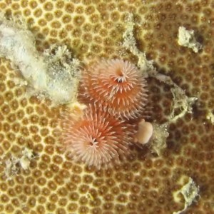 Christmas tree worm in coral