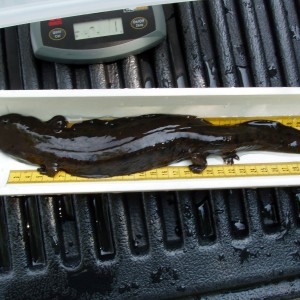 Hellbender Salamander study