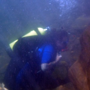 Toolbox Creek diving