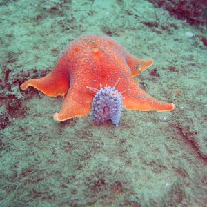 Bat Star with Nudibranch