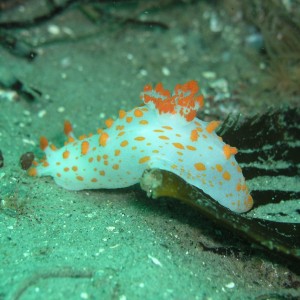 Clown (?) Nudibranch