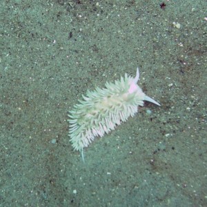 Nudibranch (Neat Aeolid?)