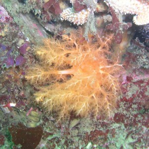 Sea Cucumber