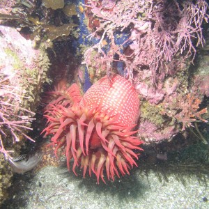 White-Spotted Rose Anemone