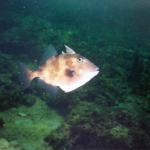 Gray Triggerfish