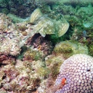 Yellow Stingray